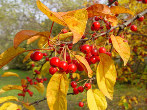 Colourful Crabapples