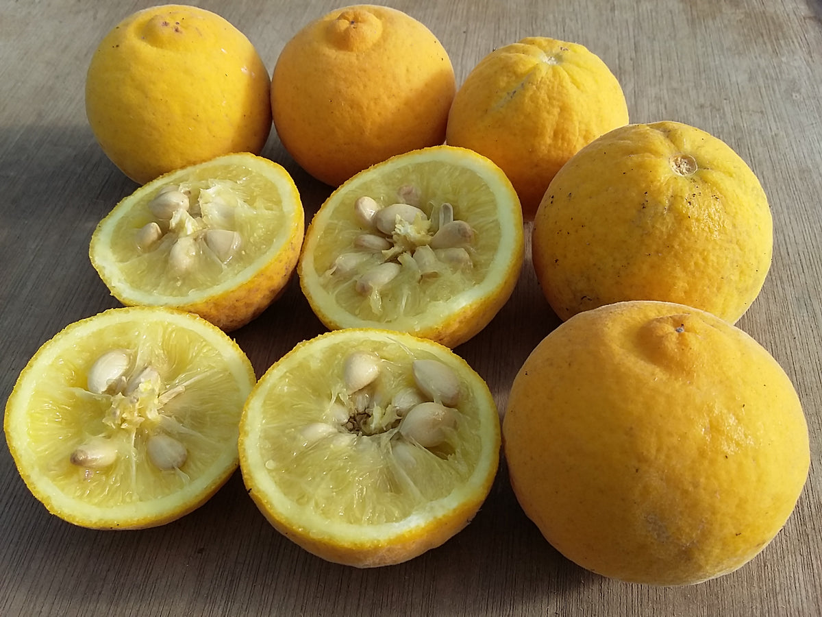 Bees Will Love These