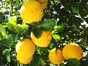 Citrus trifoliata (Poncirus trifoliata) - Hardy Lemon, Japanese Bitter Orange - Seedling - Jurassicplants Nurseries