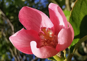 Pseudocydonia sinensis - Chinese Quince