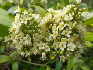 Skimmia laureola - Yellow Skimmia