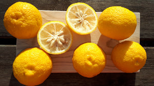 Citrus junos - Yuzu (starter plant) - CURRENTLY LEAFLESS, BUDDING OUT