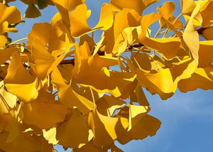 Ginkgo biloba - Maidenhair Tree