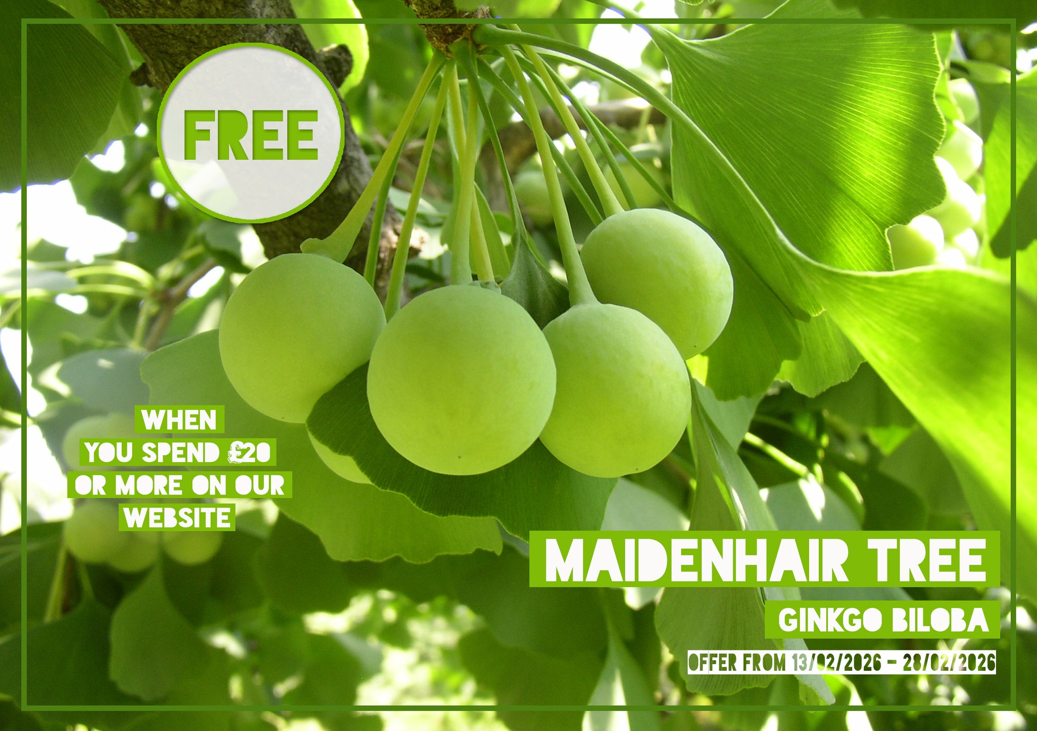 FREE GIFT Ginkgo biloba - Maidenhair tree 10-15cm tall, one year old