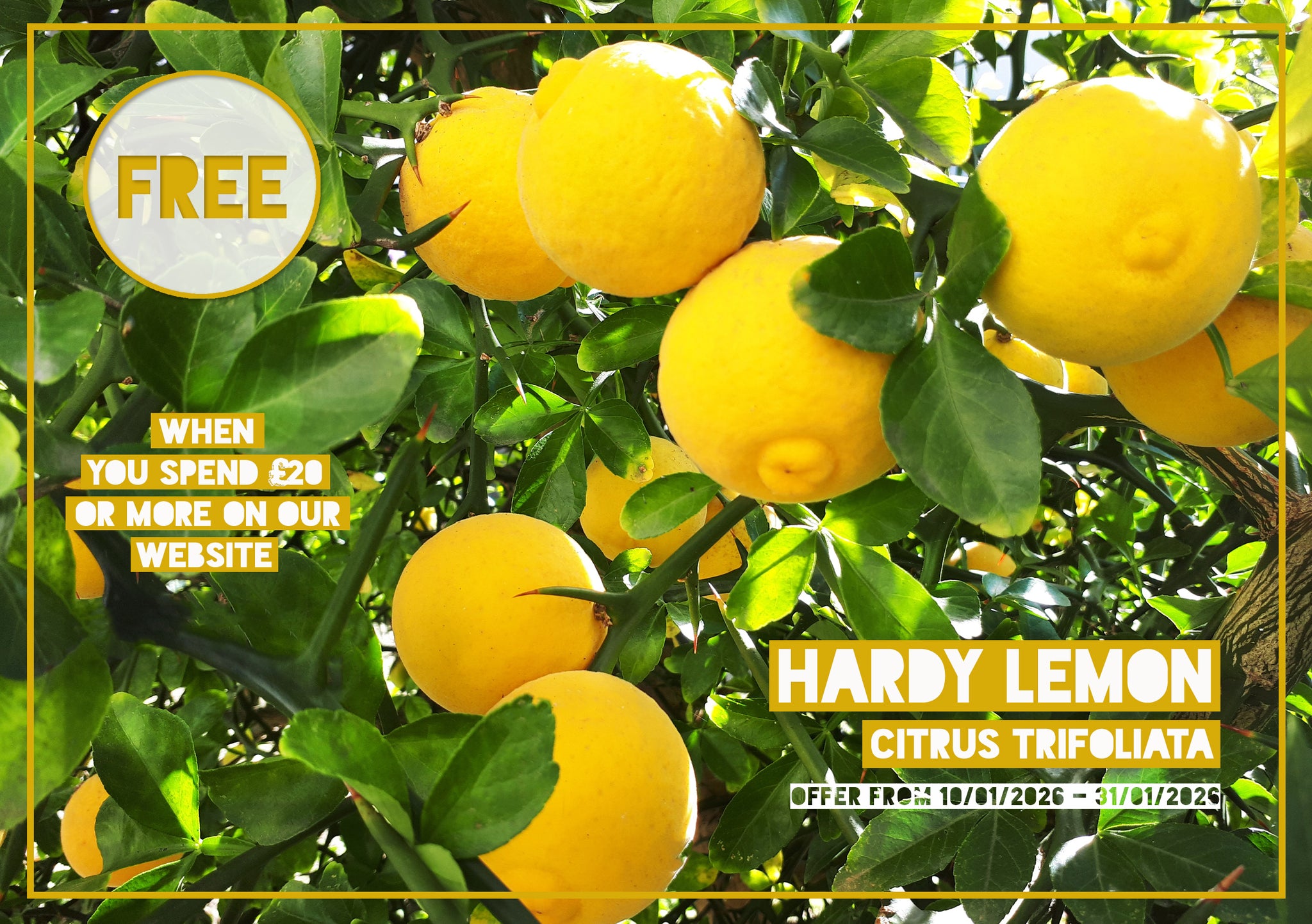 FREE GIFT  Citrus trifoliata - Hardy Lemon, Japanese Bitter Orange 10cm tall, one year old 🍋)