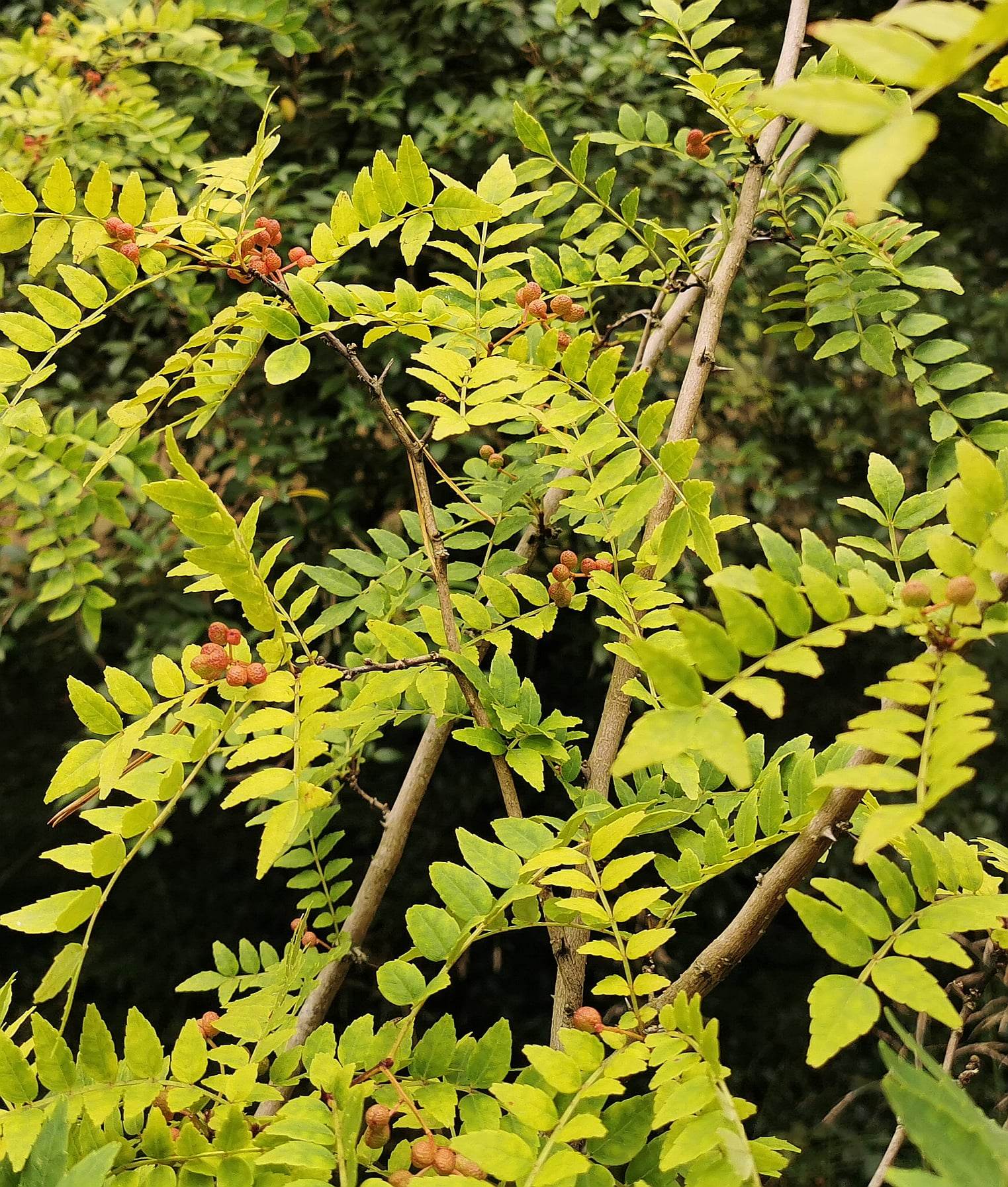 Zanthoxylum piperitum - Japanese Pepper Tree, Sansho - Jurassicplants ...