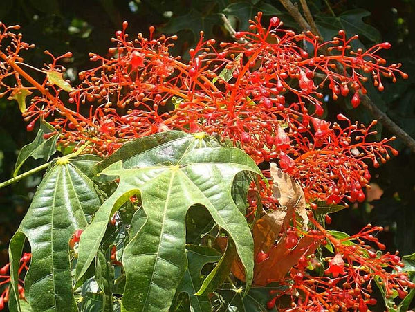 Brachychiton acerifolius - Illawarra Flame Tree - Jurassicplants Nurseries