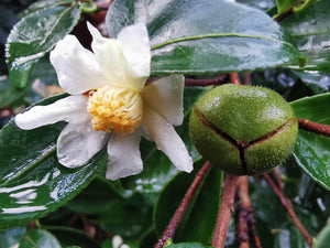 Camellia brevistyla - Autumn Camellia