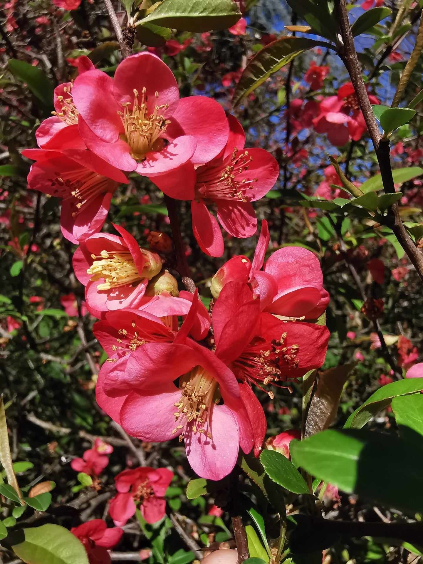 Japanese Quints Japanese Quince 39cido39 Edible Flowering Quince Fruit 30 FLOWERING