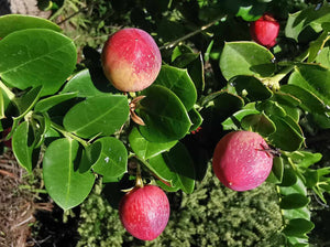 Carissa macrocarpa - Natal Plum, Amatungulu