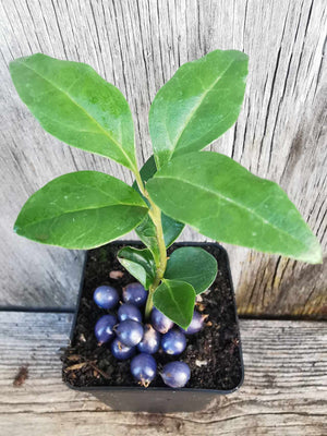 Sarcococca hookeriana var. hookeriana - Sweet Box (violet fruited form)