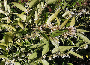 Sarcococca ruscifolia var. chinensis - Chinese Fragrant Sweet Box (red fruited)
