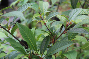 Meliosma cuneifolia - Wedge-leaved Bubble Flower