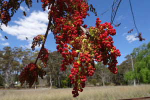 Pistacia chinensis - Chinese Pistachio