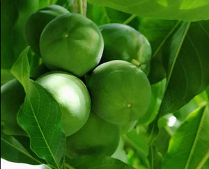 Casimiroa edulis - Mexican Apple, White Sapote