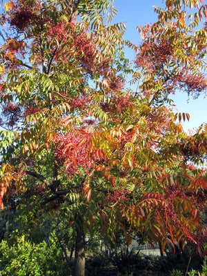 Pistacia chinensis - Chinese Pistachio