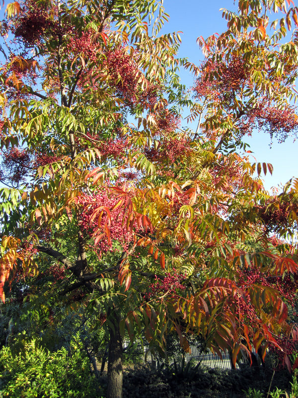 Pistacia chinensis - Chinese Pistachio - Jurassicplants Nurseries