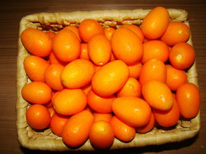 Fortunella Japonica  - Kumquat