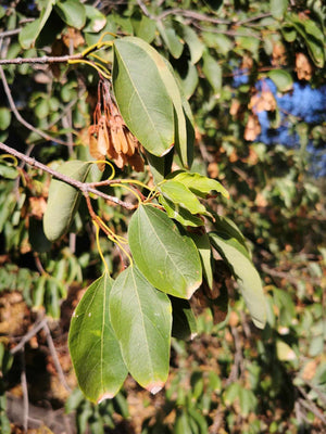 Acer oblongum - Kashmir Maple