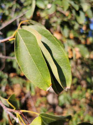 Acer oblongum - Kashmir Maple