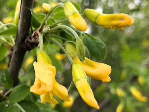 Caragana arborescens - Siberian Pea Tree