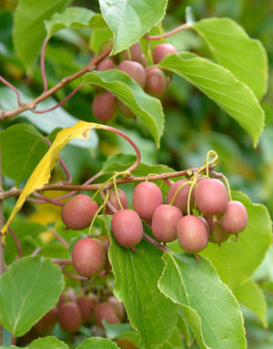 Actinidia arguta Ananasnaya (pink fruited) and Cornell (pollinator) - a pair of plants - Pink Skinned Hairless Mini Kiwi