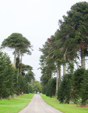 Living Fossil Tree Collection - Ginkgo, Araucaria, Metasequoia