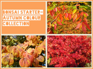 Bonsai Starter - Autumn Colour Collection