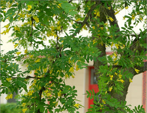 Caragana arborescens - Siberian Pea Tree