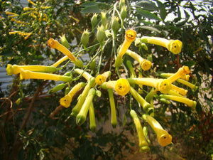 Nicotiana glauca - Tree Tobacco