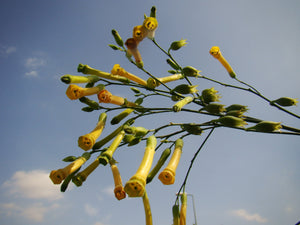 Nicotiana glauca - Tree Tobacco