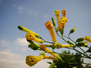 Nicotiana glauca - Tree Tobacco