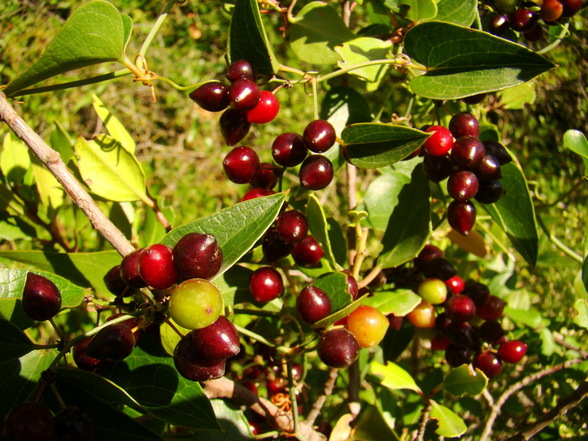 Smilax aspera - Prickly Ivy, Sarsaparille
