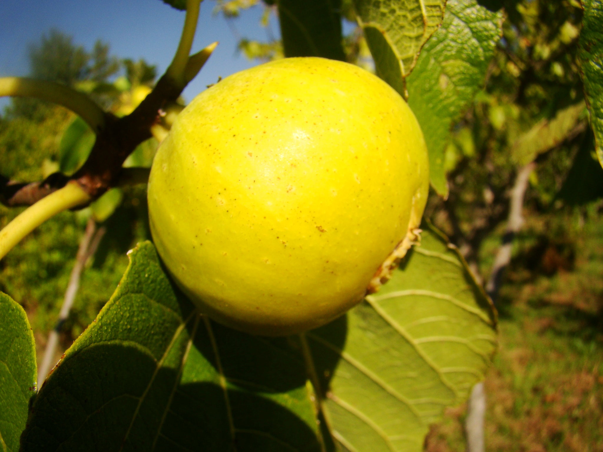 Ficus carica White Marseilles - Fig Tree White Marseilles
