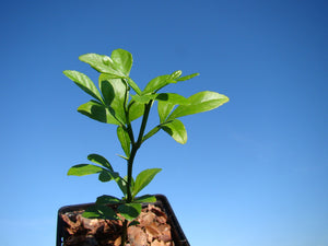 FREE GIFT  Citrus trifoliata - Hardy Lemon, Japanese Bitter Orange (8-10cm tall, one year old 🍋)