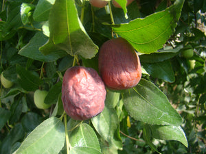 Ziziphus jujuba Li (large fruited) - Chinese Date Li