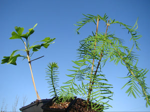 Living Fossil Tree Collection - Ginkgo, Araucaria, Metasequoia