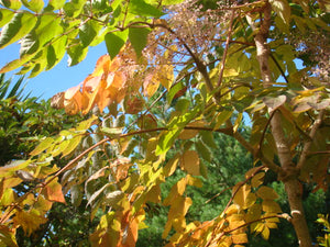 Aralia elata -Dead Man's Walking Stick