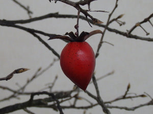 Diospyros rhombifolia -  Princess Persimmon or Diamond-leaved Persimmon