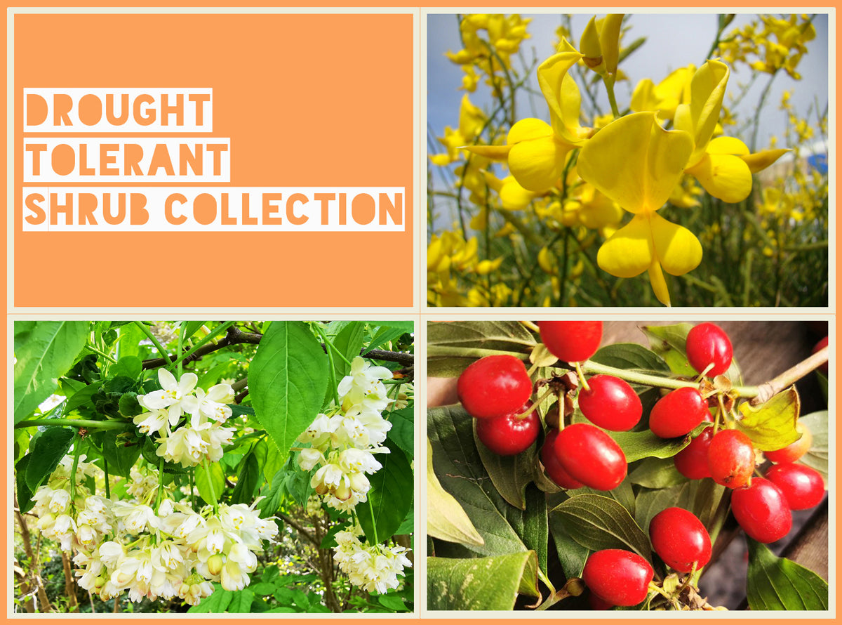 Drought Tolerant Shrub Collection - Jurassicplants Nurseries
