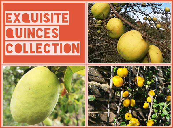 Exquisite Quinces Collection - * EXCLUSIVE OFFER * - Jurassicplants ...