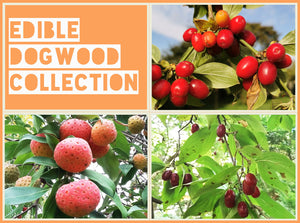 Edible Dogwood Collection