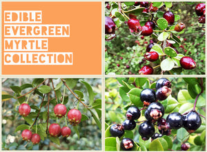 Edible Evergreen Myrtle Collection