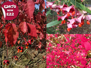Spectacular Spindle Collection: - Euonymus alatus, Euonymus planipes, Euonymus planipes
