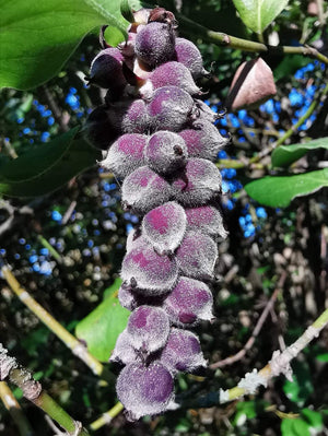 Garrya elliptica - Silk Tassel Bush