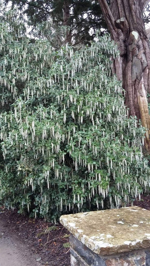 Garrya elliptica - Silk Tassel Bush