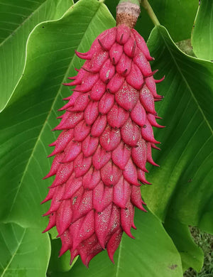 Magnolia obovata - Japanese big-leaf magnolia