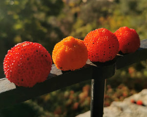 Arbutus andrachne - Greek Strawberry Tree
