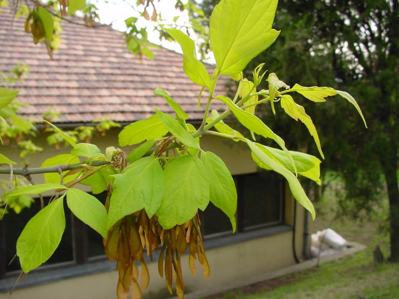 Acer negundo - Boxelder Maple, Manitoba Maple