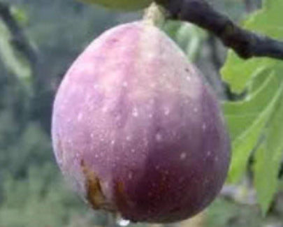 Ficus carica 'Melanzana ' - Melanzana fig